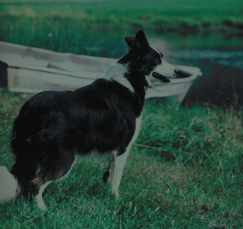 Border Collie 